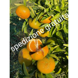 MANDARINO DELL'ETNA DA  €...