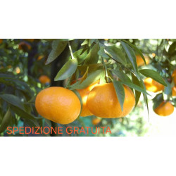 MANDARINO CIACULLI da €...