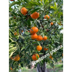 MANDARINO NOVA da € 1,60 al...