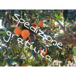 ARANCE NAVEL DA TAVOLA DA €...