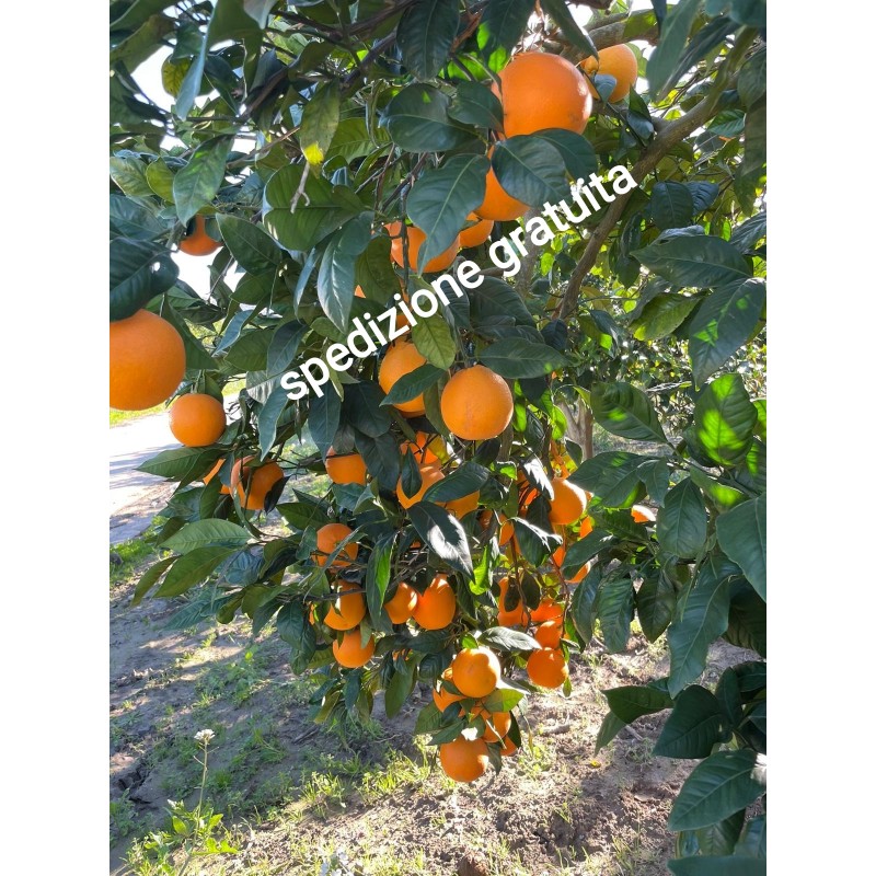 Orangen Tarocco - Arance Speciale
